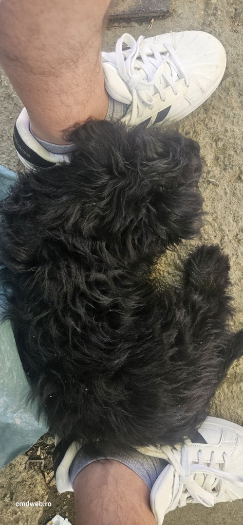 Vand cățel purece negru