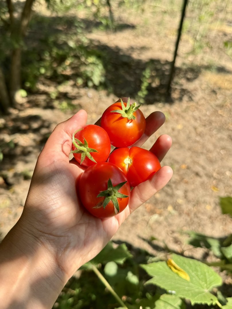 Rosii de gradina